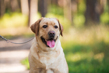 Lambrodor, big dog, kind, big, cute, beautiful, favorite, show dog, champion - 388996248