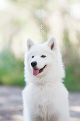 Samoyed dog, beautiful, cute, kind, funny dog, pet, white, - 388996419