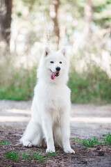 Samoyed dog, beautiful, cute, kind, funny dog, pet, white, - 388996422