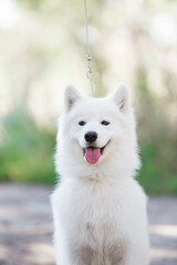 Samoyed dog, beautiful, cute, kind, funny dog, pet, white, - 388996464