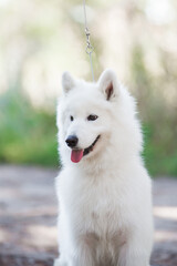 Samoyed dog, beautiful, cute, kind, funny dog, pet, white, - 388996469