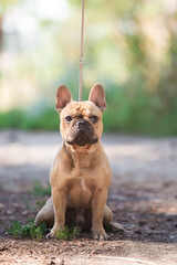 French bulldog, dog, beautiful, cute, kind, funny dog, pet - 388996603