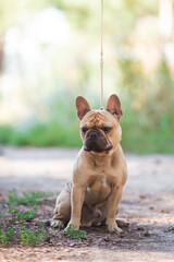 French bulldog, dog, beautiful, cute, kind, funny dog, pet - 388996615