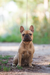 French bulldog, dog, beautiful, cute, kind, funny dog, pet - 388996644