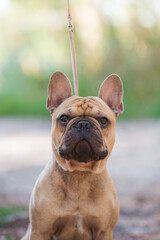 French bulldog, dog, beautiful, cute, kind, funny dog, pet - 388996650
