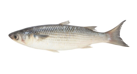 Grey mullet fish or flathead mullet isolated on white background	