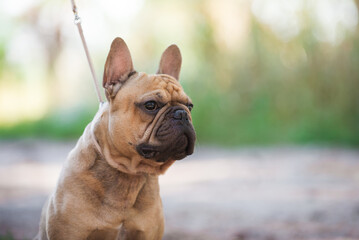 French bulldog, dog, beautiful, cute, kind, funny dog, pet - 388996688