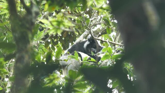 Indri Indri Lemur Eating Leaves In Rainforest Trees, Madagascar