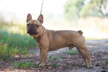 French bulldog, dog, beautiful, cute, kind, funny dog, pet - 388996805