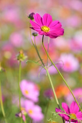 Fototapeta premium Cosmos