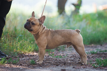 French bulldog, dog, beautiful, cute, kind, funny dog, pet - 388996839