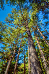 Ancient pine trees in a forest in Japan