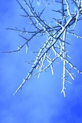 Branch of a tree in the snow on a background of blue sky.