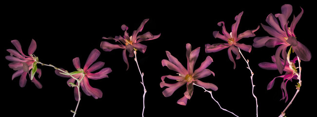 pink magnolia flowers on black © Vera Kuttelvaserova