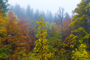 Beech forest in autumn, Ilirska Bistrica, Green Karst, Slovenia, Europe