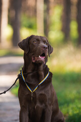 Lambrodor, big dog, kind, big, cute, beautiful, favorite, show dog, champion - 388997013