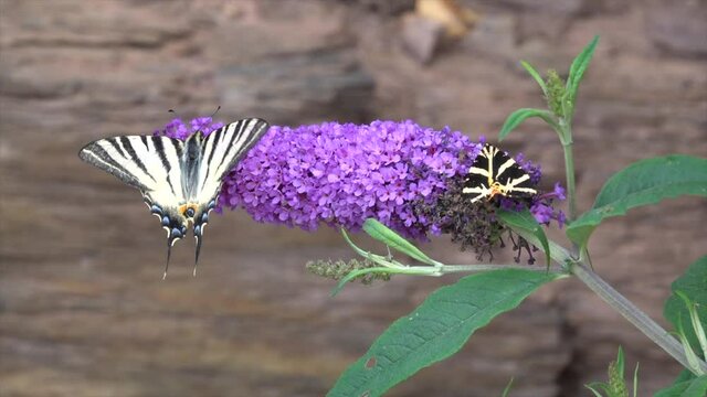Segelfalter&nbsp;(Iphiclides podalirius) fliegt auf Sommerflieder im Moseltal