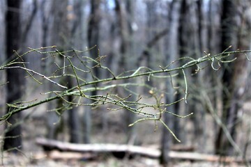 Deciduous forest in early spring waiting for greenery and warmth