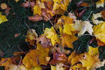 yellow maple leafs on ground