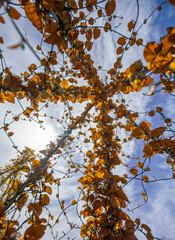autumnal plant with red leaves
