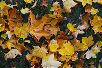 yellow maple leafs on ground