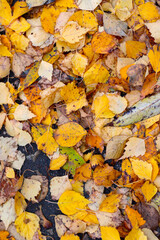 background of yellow autumn leafs