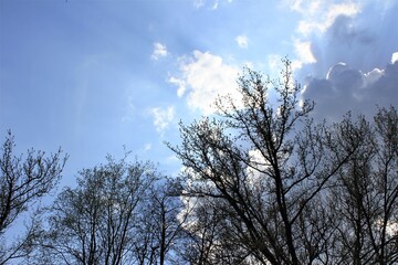 Tree branches against the blue evening sky with clouds