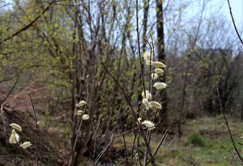Blooming willow on a Sunny spring day