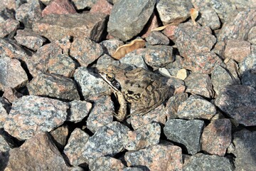A small spotted toad sits among the rocks on a Sunny spring day