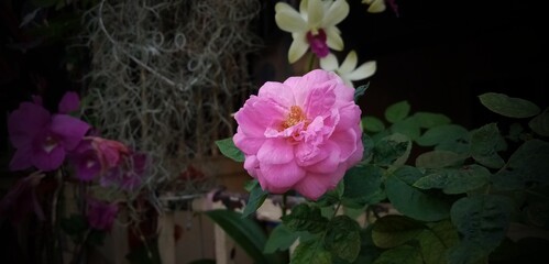 pink rose
