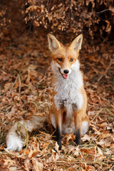 Naklejka na ściany i meble wild red fox in the autumn forest