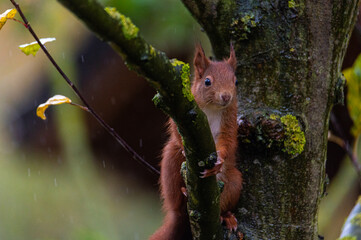 A squirrel is sitting on a small  branch on an apple tree on a rainy autumn day