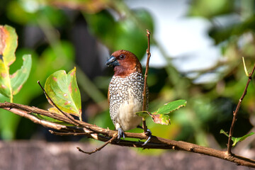 Scaly breasted munia