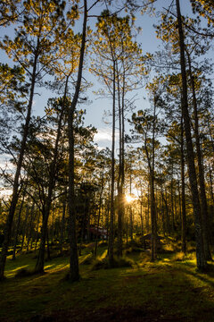 amanecer en el bosque