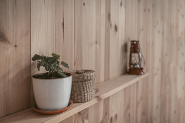 The pot with the plant stands on a wooden shelf next to a wicker basket. High quality photo