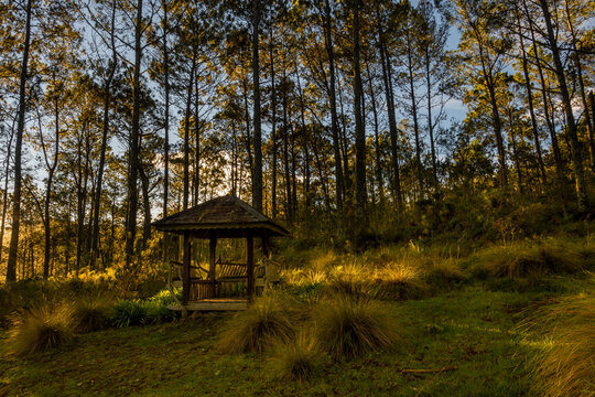 Amanecer en el Bosque