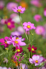 Fototapeta premium flower