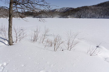 雪が降り積もった琵琶池