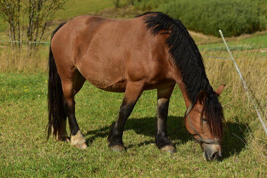 Polish draft horse with a long black mane, Kashubia, Poland.