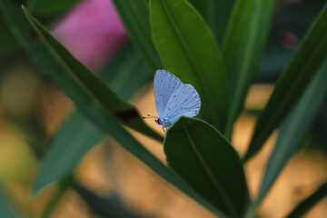 Wonderful colorful butterflies on the plants in the nature environment at noon
