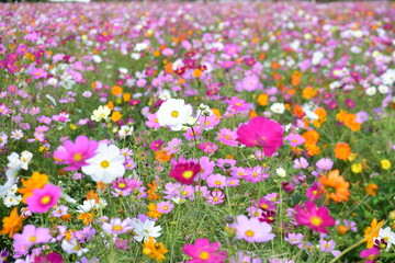 Obraz premium flower