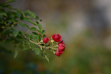 A branch of small, bright red spray roses in the autumn garden