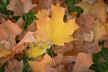 Fallen yellow maple leaves on autumn ground 