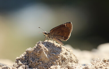 Obraz premium Wonderful colorful butterflies on the plants in the nature environment at noon 