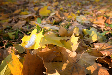 Many fallen maple leaves on autumn ground