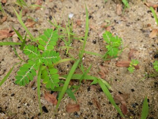 close-ups of the leaves on the sand outdoors.