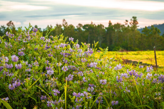 campo de flores