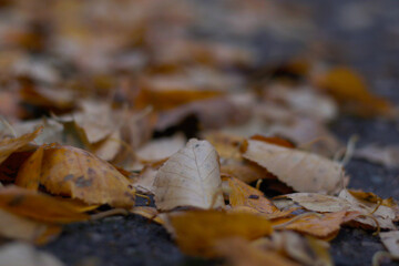 autumn leafs close up