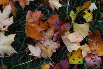 lot of maple leafs on the ground