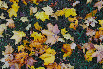 lot of maple leafs on the ground